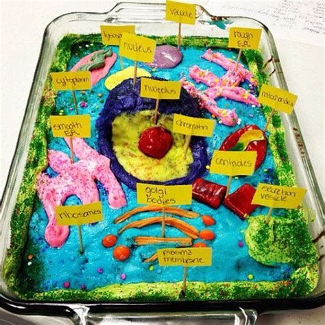 How To Make 3d Plant Cell Model Project
