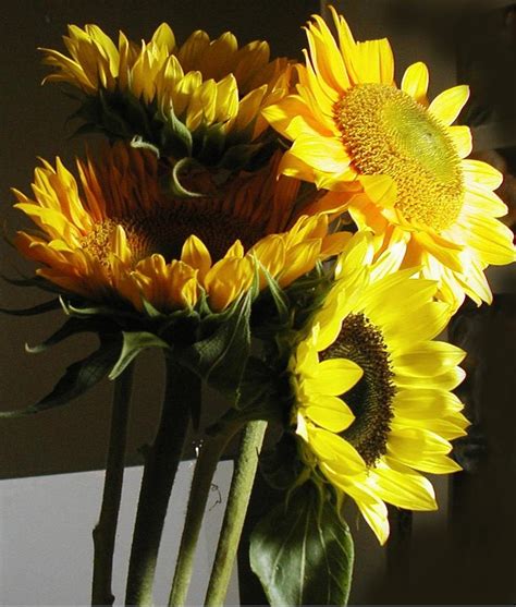 Tall Sunflowers Photograph By Francine Mabie Pixels