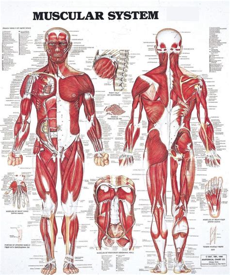 Muscular System Diagram Archives Graph Diagram