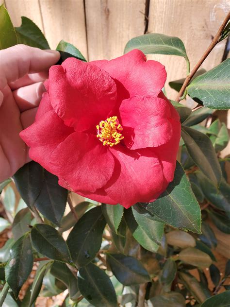 Plant Of The Week Camellia Japonica Gardening In The Panhandle