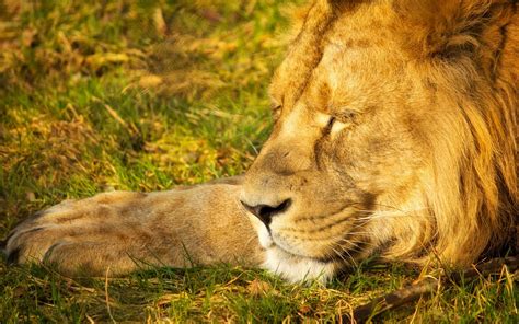 Sleeping Lion Wallpapers And Images Wallpapers Pictures Photos
