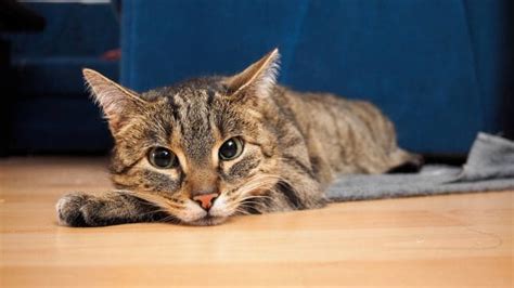 It is not easy for a cat owner to know the kind of foods their pet will take. can cats eat yogurt covered raisins - Can Cat Eat