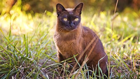 Burmese Cat Breed Characteristics History And Grooming Tips