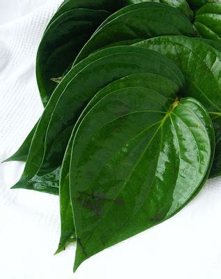 Daun sirih adalah salah satu tanaman yang cukup daun sirih cina mampu menjadi penawar pelbagai penyakit pada manusia.juga pada burung manfaat daun sirih herbal untuk kesehatan sangat banyak sekali diantara yang sudah diketahui. Khasiat Daun Sirih Untuk Kesehatan ~ Makanan Sehat