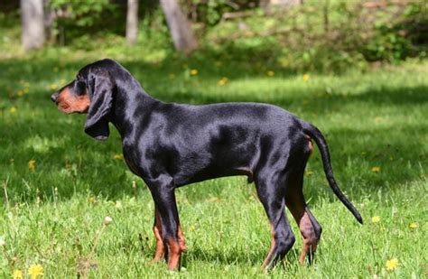 Dog Breeds Originating In Austria Native