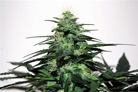 Cannabis Indica The Essential Guide Afghani Milk By Ch9 Female Seeds