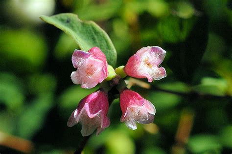 Wildflowers Found In Oregon Common Snowberry Flower