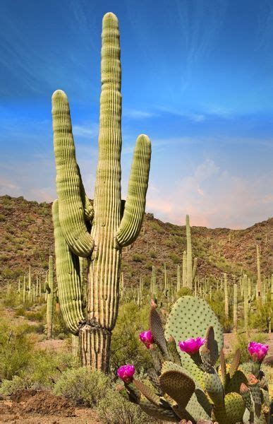 Desert Landscape With Cactus In Arizona Print Fine Art