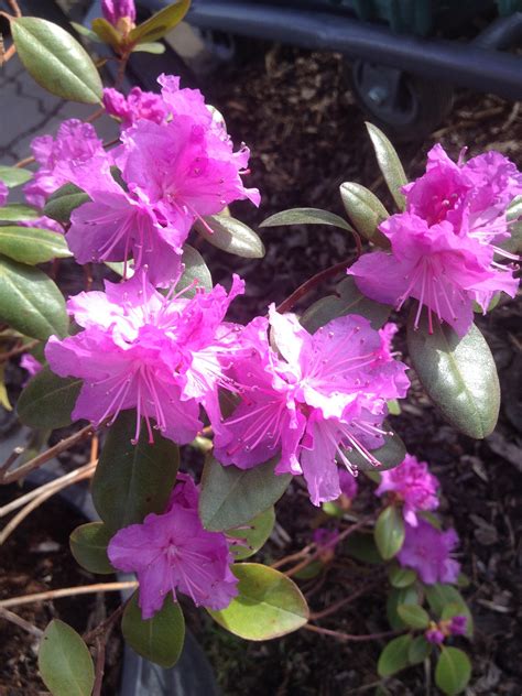 Pjm Rhododendron Kiwi Nurseries Ltd