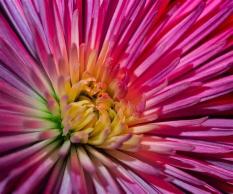 55 Beautiful Macro Flower Pictures