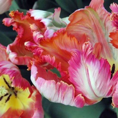 Tulip Parrot Mixed Suttons