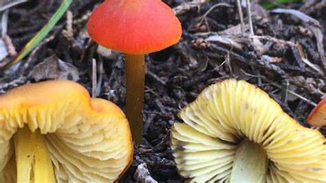 Word from the Smokies: The mysterious case of of fire-enhanced fungi