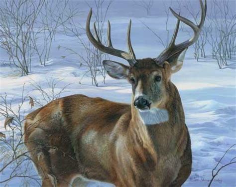 Full Obull Gazette Pennsylvania Game Commission Releases 2012 13 Deer
