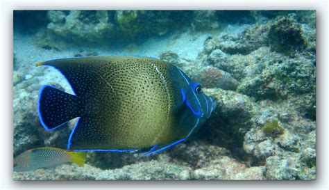 Semicircle Angelfishpomacanthus Semicirculatus Seychel Flickr
