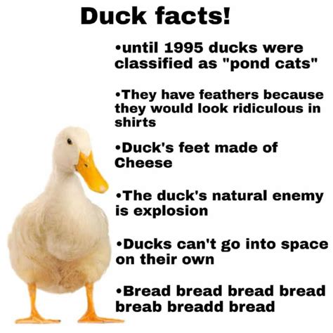 Got Any Facts About Ducks To Add