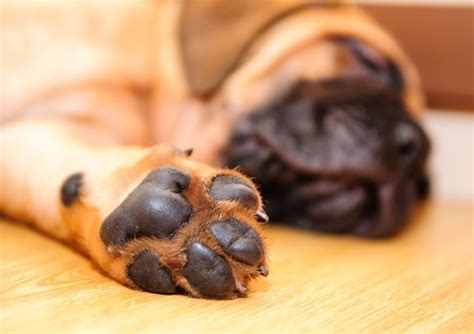 Taking Care Of Your Dogs Paws