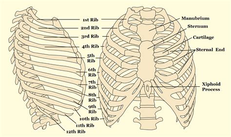 We examined the thoracic vertebrae last lab, so here we will only examine the ribs and sternum. Quick Tips: How To Estimate The Chronological Age Of A ...
