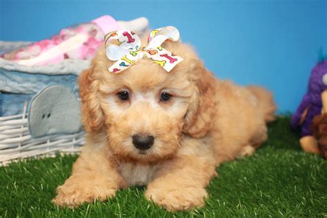 As quality labradoodle breeders, the dogs live in our home or with a guardian and are part of our family. Mini Goldendoodle Puppies For Sale - Long Island Puppies