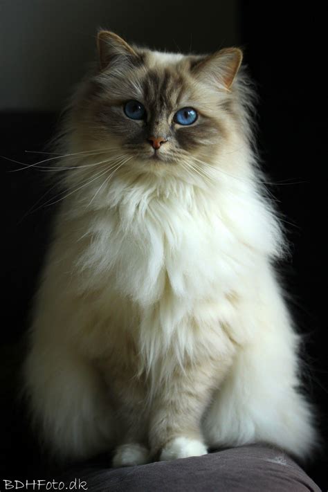 Top 10 Most Friendliest Cat Breeds Cats Cute Cats Gorgeous Cats
