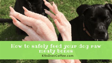 How To Safely Feed Your Dog Raw Meaty Bones K9sovercoffee