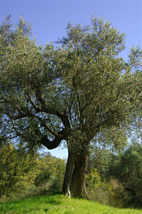 Adopt Olive Trees Agriturismo Villa La Rogaia