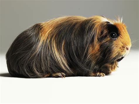 For example, guinea pigs are herbivores or vegetable eaters that rely on bacteria within their intestinal tracts to help them digest their food. Guinea Pigs Diet and Vitamin C Requirements