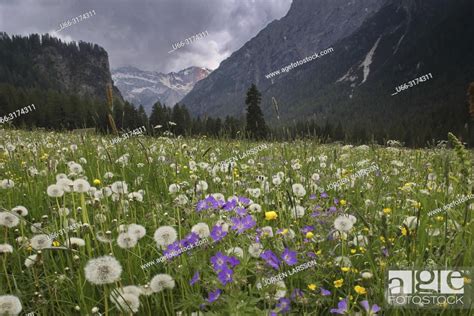 Wildflowers In Meadow Dolomites Italy Stock Photo Picture And