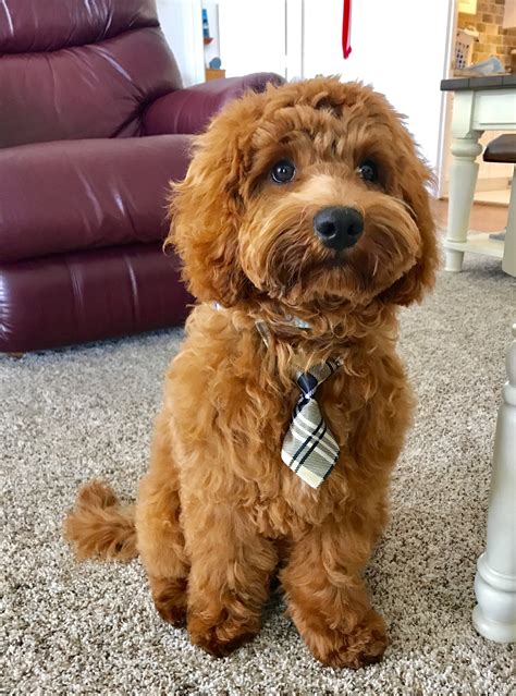 The puppy cut, also known as a teddy bear cut, is a standard, trimmed style that looks great and cute on many breeds of fluffy dogs, including the goldendoodle. Pin on Australian Labradoodle
