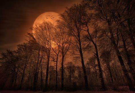 Nature Forest Trees Moon Monochrome Spooky Wallpapers Hd Desktop