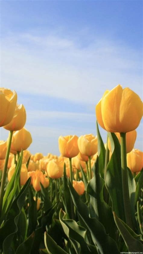 Tumblr Tulips Aesthetic Wallpaper The Adventures Of Lolo