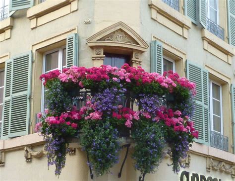 This window box by kelli shaw illustrates her characteristically bold and unexpected design approach. Gorgeous window boxes in Colmar, France | Window boxes ...