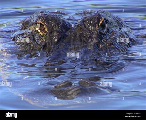 Alligator Eyes Hi Res Stock Photography And Images Alamy