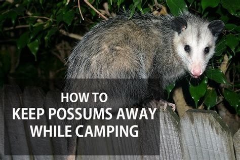 How To Keep Possums Away Abusiness Homes