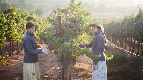 Miracle Grape Harvest 2020 Christians For Israel Australia