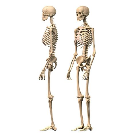 Anatomy Of Male Human Skeleton Side View And Perspective View Poster