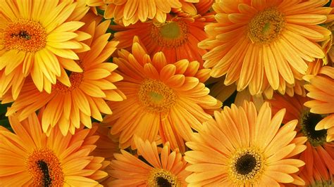 Hd Orange Flowers Wallpapers And Photos Hd Flowers Wallpapers