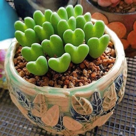 We did not find results for: You Can Get A Succulent Plant That Looks Like Tiny Hearts ...