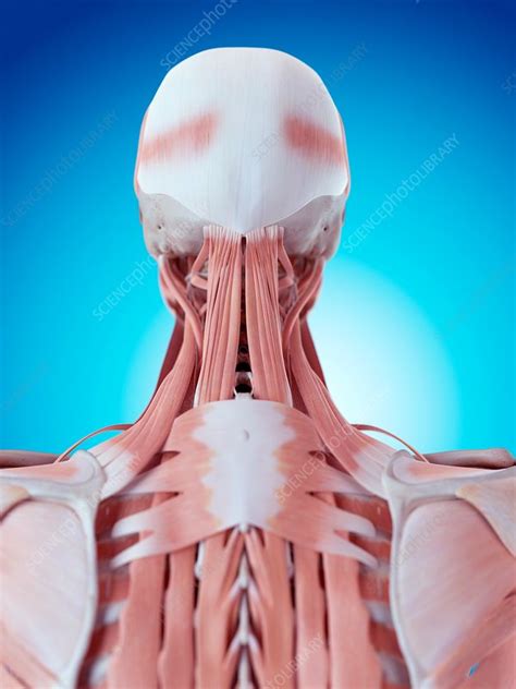 From the sides and the back of the neck, the splenius capitis inserts onto the head region, and the splenius. Human neck and back anatomy - Stock Image - F015/8171 - Science Photo Library
