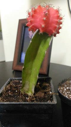 How do you know when a moon cactus is dying? First Time Cactus Owner! Moon Cactus Rotting? SOS!