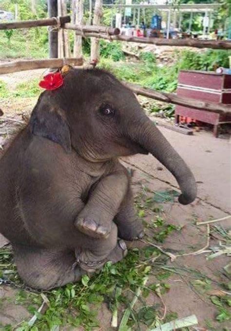35 Pictures Of Baby Elephants Enjoying Their Moments Animals Baby