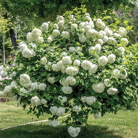 Jun 25, 2019 · pots and containers offer the gardener great versatility, and are a fantastic way to experiment with planting and design. T&M Viburnum Opulus Hardy Shrub Flower Garden Plant ...
