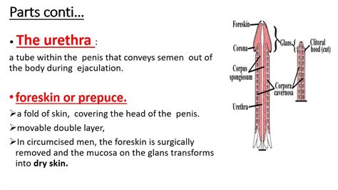 Anatomy And Physiology Anatomy And Physiology Of Male Reproductive