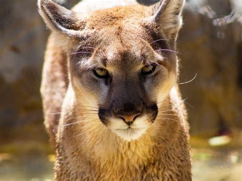 Cougar Attacks 9 Year Old In Washington Nothing She Could Have Done