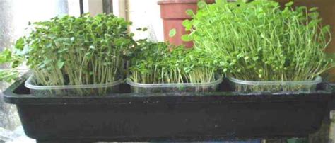 Sprouting Containers