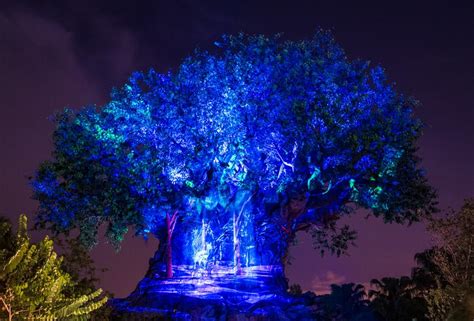 Tips for Experiencing Animal Kingdom at Night - Disney Tourist Blog