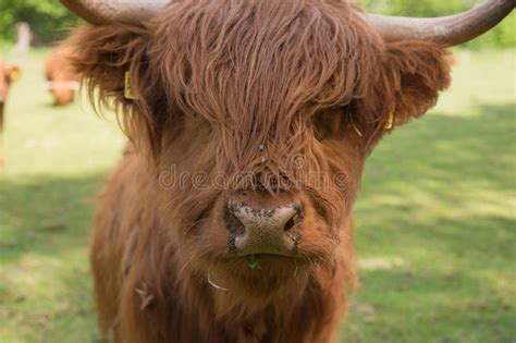 Scottish Highland Cattle On The Meadow Stock Photo Image Of Horn