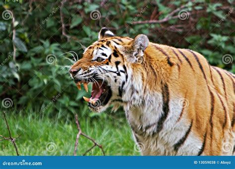 Portrait Of Sumatran Tiger Roaring Stock Photo Image Of Teeth