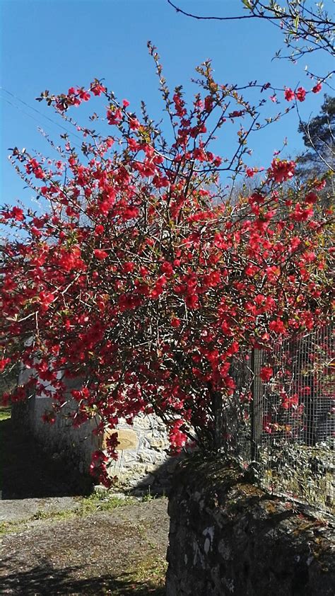 Flowering Quince Texas Scarlet Chaenomeles × Superba Texas Scarlet