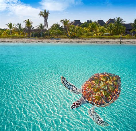 Your Ultimate Honeymoon On Isla Holbox Tropiq Trips