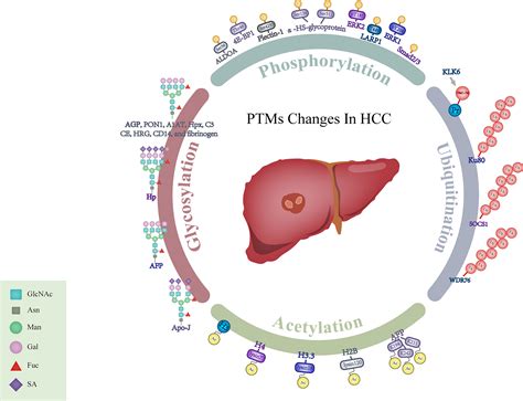 Frontiers Potential Biomarkers For Liver Cancer Diagnosis Based On